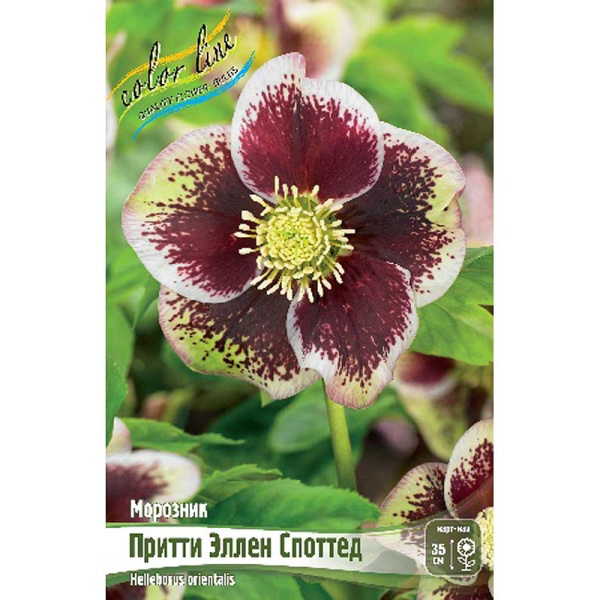 Морозник Притти Эллен Споттед I 1 шт