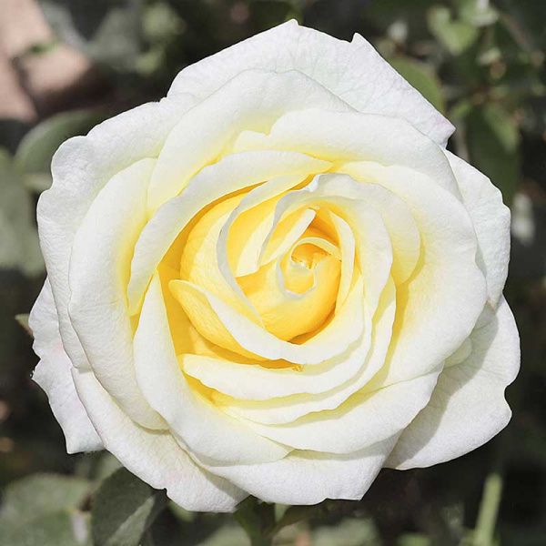 Роза чайно-гибридная Белый шоколад Садовита