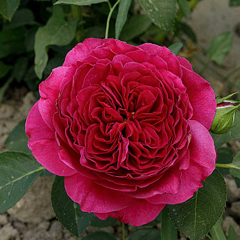 Роза шраб Фальстаф (английская) Садовита