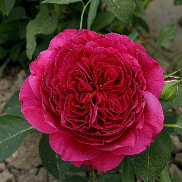 Роза шраб Фальстаф (английская) Садовита