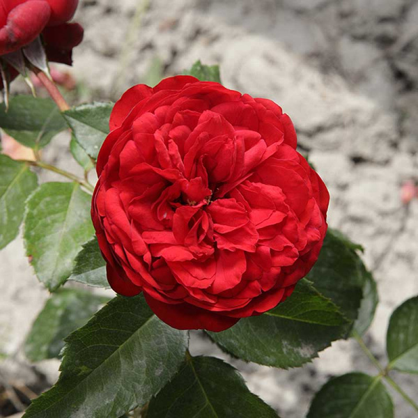 Роза чайно-гибридная Пиано Садовита