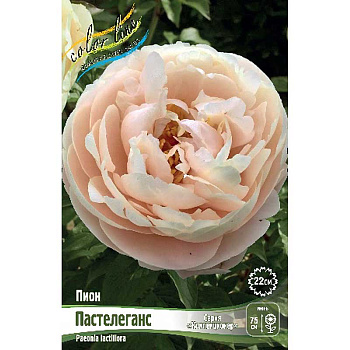 Пион Пастелеганс 2/3 n 1 шт 
