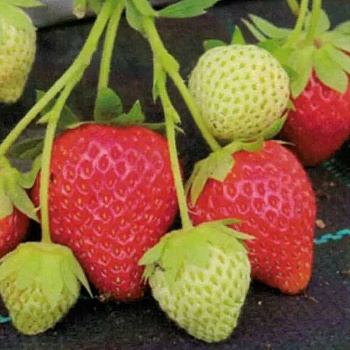 Земляника садовая ремонтантная Аня (цена за 40 шт) ОСП