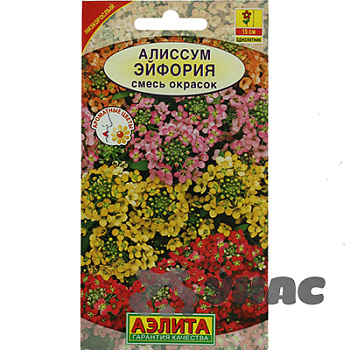 Алиссум Эйфория Аэлита Ц 