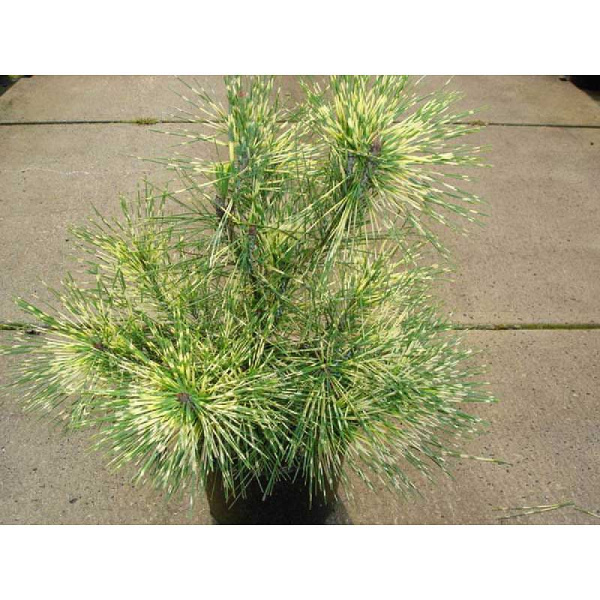 Сосна Густоцветковая Окулюс-Драконис C1.5