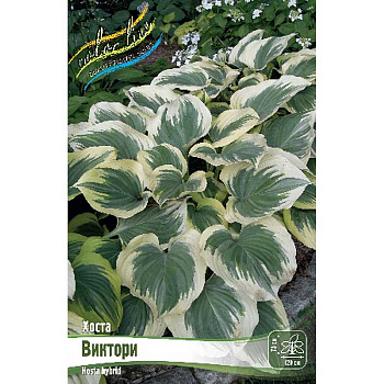 Хоста Виктори 1 n 25 шт Биг-пак 7946 