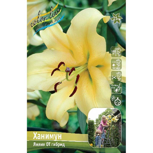 Лилия Ханимун 12/14 5 шт 