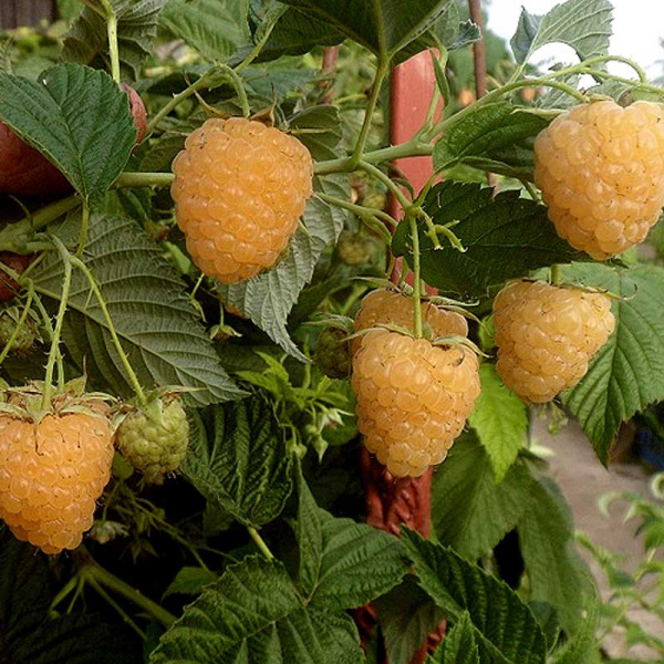 Малина Зюгана желтая (золотая) Садовита