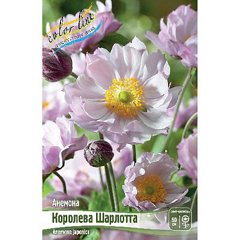 Анемона Королева Шарлотта I 1 шт 