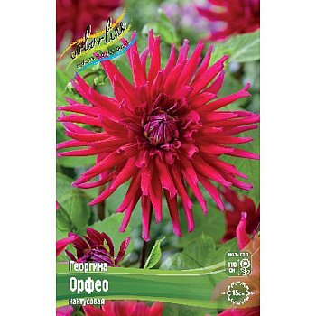 Георгина Орфео I 15 шт Шоу-Бокс 9002