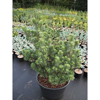 Сосна Обыкновенная Хиберниа C1.5