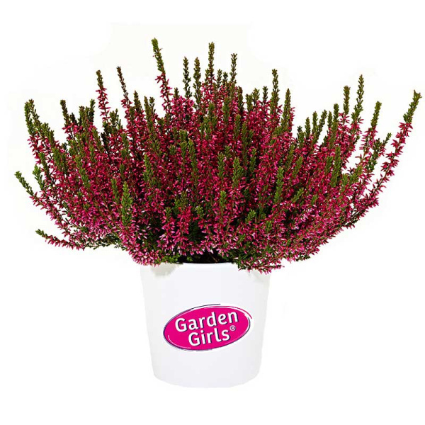 16723 Вереск Обыкновенный Мартина P11 конт. шт