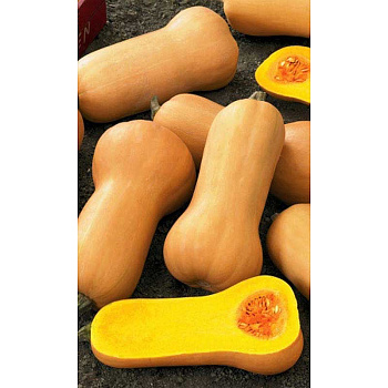 Тыква Юбилейная Мускатная Марс Ц