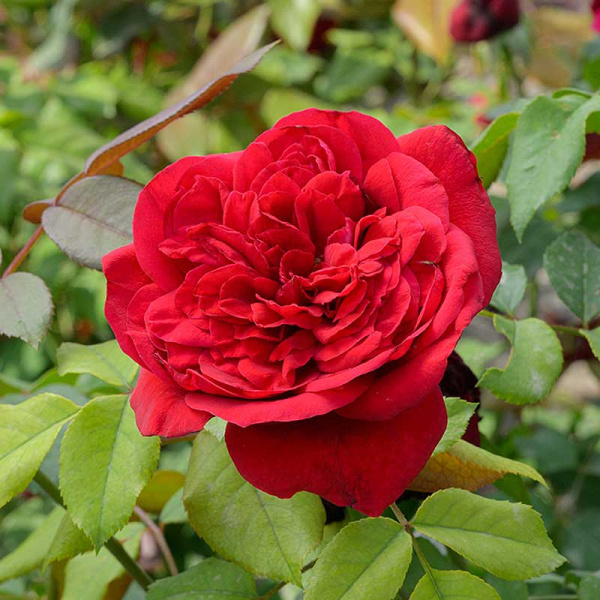 Роза Чайно-гибридная Травиата Садовита