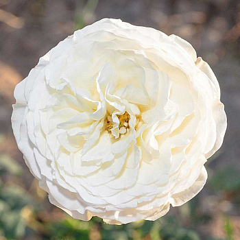 Роза шраб Кейра (английская) Садовита