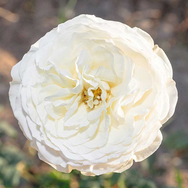 Роза шраб Кейра (английская) Садовита