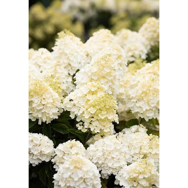 7318 Гортензия Метельчатая Саммер Сноу P12 ,шт