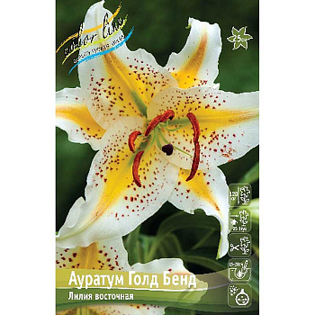 Лилия Аур. Голд Бенд 12/14 25 шт Биг-пак 10336