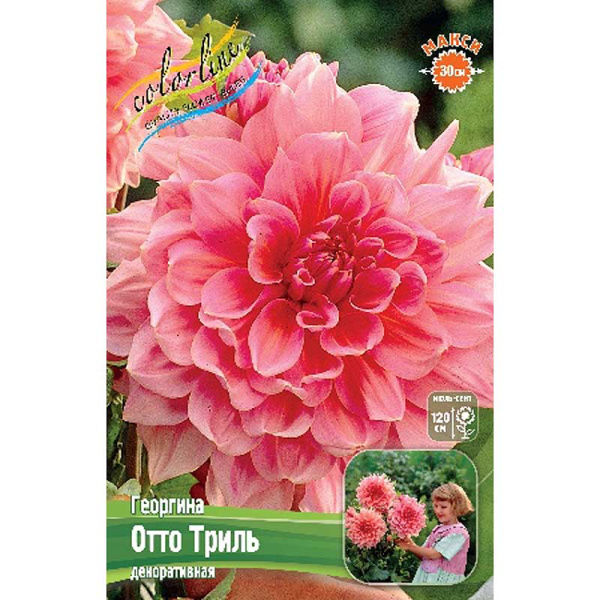 Георгина Отто Триль I 1 шт