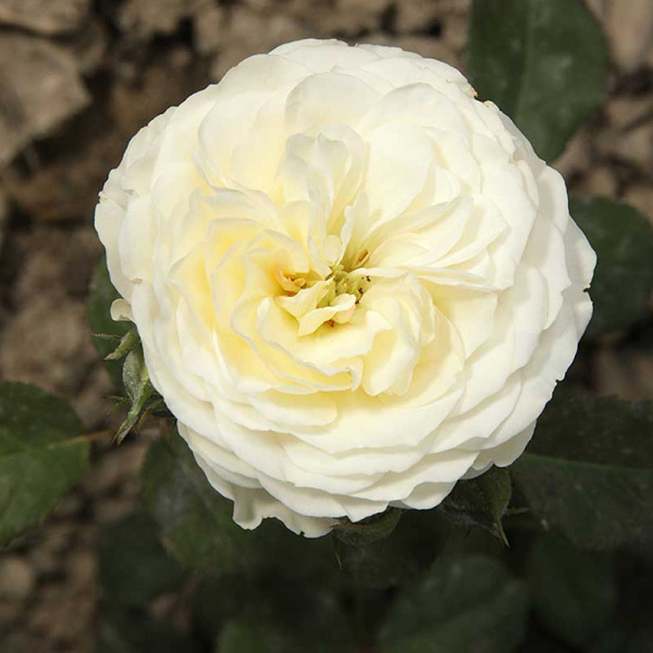 Роза шраб Транквилити (английская) Садовита