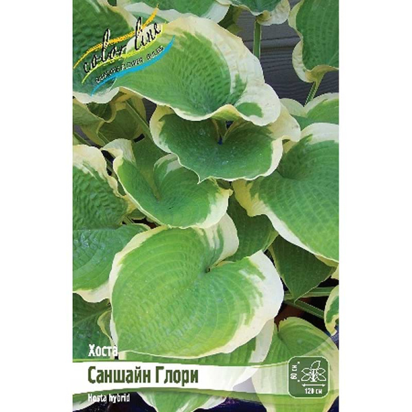 Хоста Саншайн Глори 1 n 25 шт Биг-пак 13442