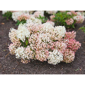 1972 Гортензия Метельчатая Граундбрейкер C1.5 ,шт