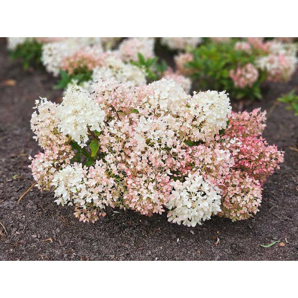 1972 Гортензия Метельчатая Граундбрейкер C1.5 ,шт