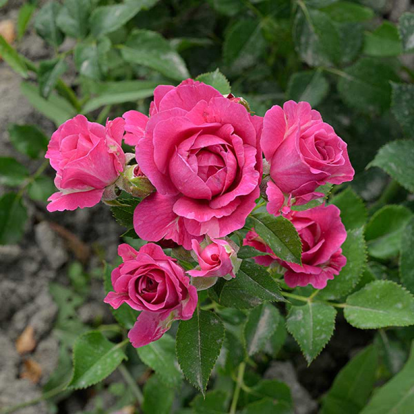 Роза Спрей Пинк Дайменшес Садовита