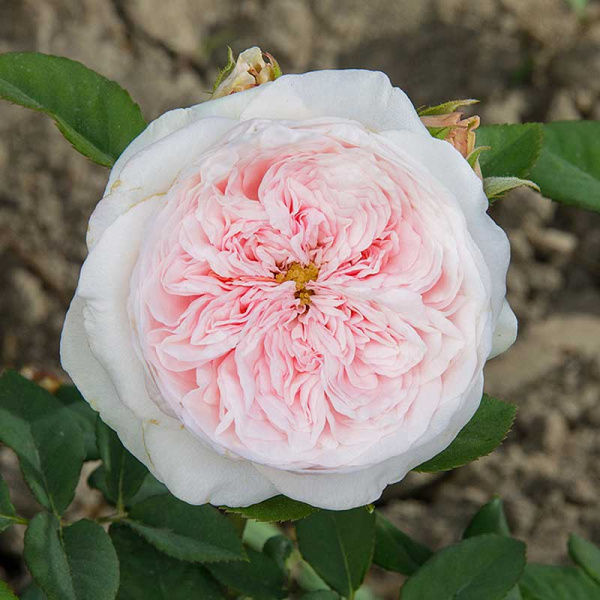 Роза чайно-гибридная Тсумуги Садовита