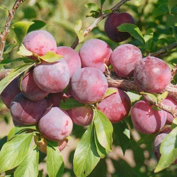 Слива Узюк Садовита