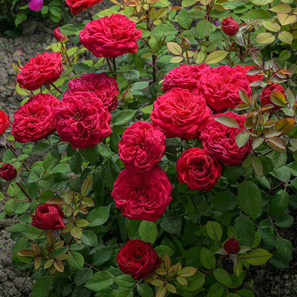 Роза Флорибунда Инзель Майнау Садовита