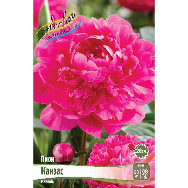 Пион Канзас 2/3 n 1 шт