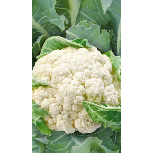 Капуста цветная Мовир 74 0,3гр Садовита Ц