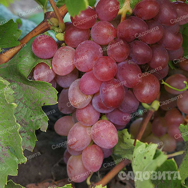 Виноград Азалия сверхранний Садовита
