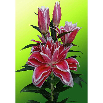 1878 Биг-Пак Лилия Дабл Датч Кисс 14/16 25 шт 