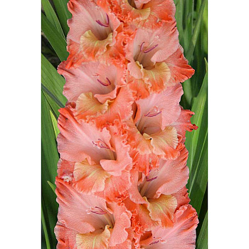 Гладиолус Барбизон 8/10 5 шт, Садовита 