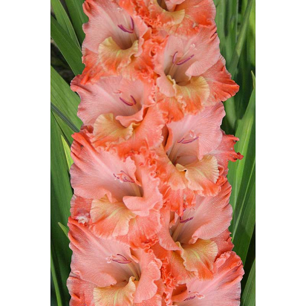 Гладиолус Барбизон 8/10 5 шт, Садовита 