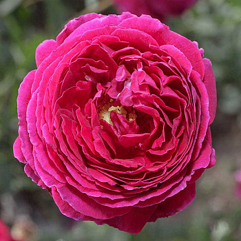 Роза шраб Принц (английская) Садовита