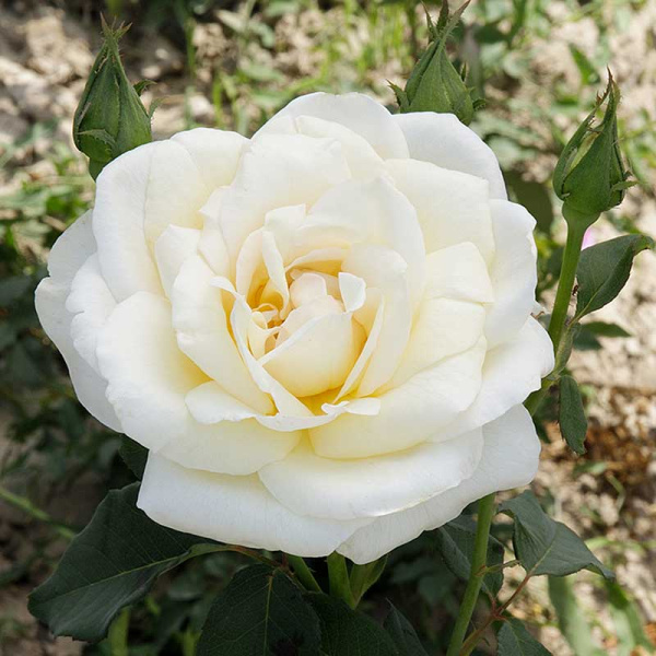 Роза чайно-гибридная Белый Медведь Садовита