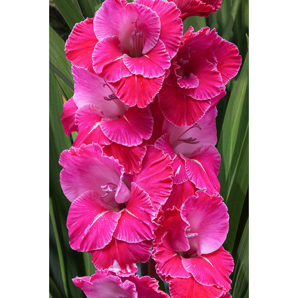 Гладиолус Ева Пуксэ 10/12 10 шт Садовита