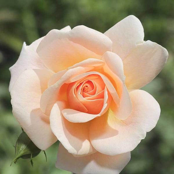 Роза шраб Литтл Будда Садовита