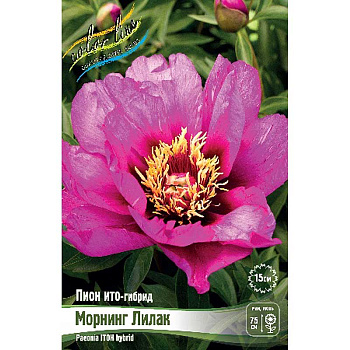 Пион Ито Морнинг Лилак 2/3 n 1 шт