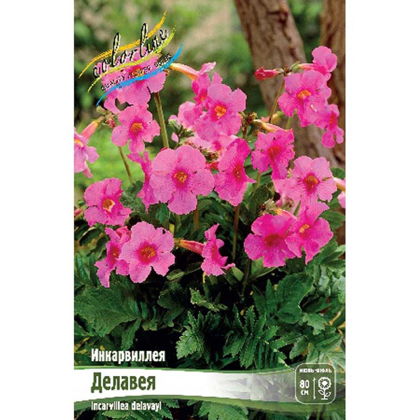 8423 Биг-Пак Инкарвиллея Делавея I 50 шт 