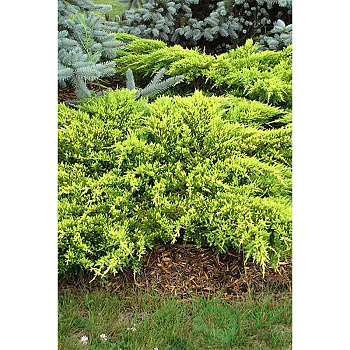 14337 Можжевельник Пфитцериана Juniperus Pfitzeriana Daubs Frosted P9 Садовита