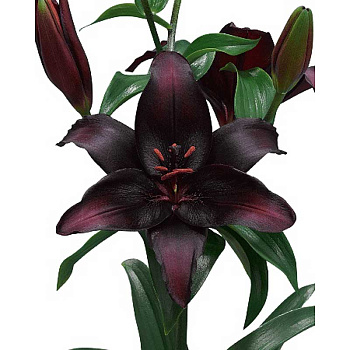 Лилия Блэкстоун 10/12 7 шт 