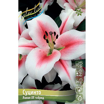 Лилия Суцинто 12/14 25 шт Биг-пак 10549