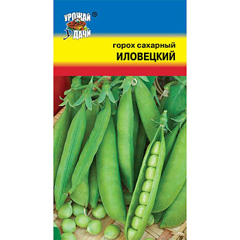 Горох Иловецкий сахарный Урожай у дачи Ц