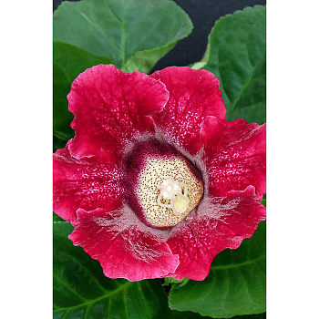 Глоксиния Этоль Де Фе 5/6 2 шт Садовита 