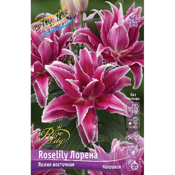 Лилия Roselily Лорена 12/14 5 шт