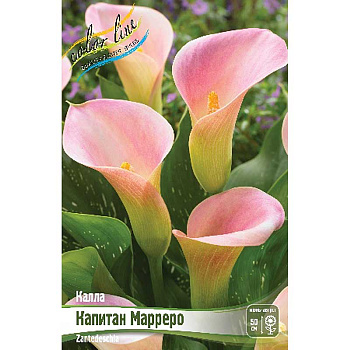 Калла Капитан Марреро 12/14 30 шт Шоу-бокс 8910 